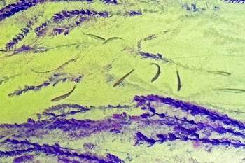 N 059A